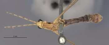 Media type: image;   Entomology 10306 Aspect: habitus dorsal view